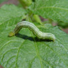 Cabbage-looper-12-clipped.jpg
