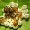 Chlorochroa-eggs-hatching.jpg