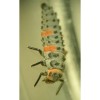 Coccinelid-larva-ex-r-brush-v-2006-sq.jpg