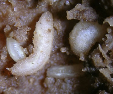 Eumerus (Syrphidae) larvae in rotting tuber.