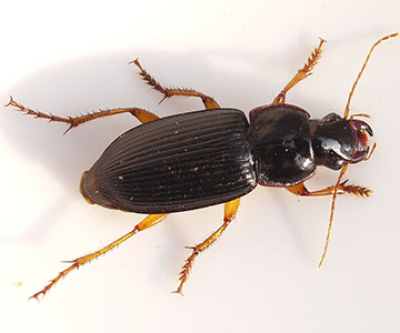 Harpalus species — these beetles often have orange-ish legs. They are slightly bigger than Amara.