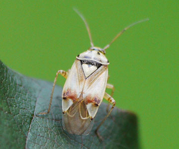 Adult Lygus bugs can be greenish (shown here) or reddish.