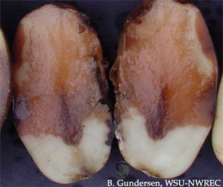 Symptoms often begin at the stolon end of the tuber. Damage is sometimes bordered by a dark line visible on outside of the tuber. Recently infected tissue turns pink, and then black, when exposed to air. Infections in storage may cause an ammonia-like sme
