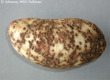 Tuber symptoms can vary from shallow depressions to raised scab-like lesions. Lesions at a certain stage of development can be seen to be filled with powdery-looking structures called cystosori, hence the name of the disease, powdery scab.