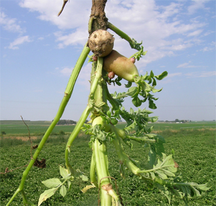 Severe stem cankers can lead to production of tubers on aerial plant parts.