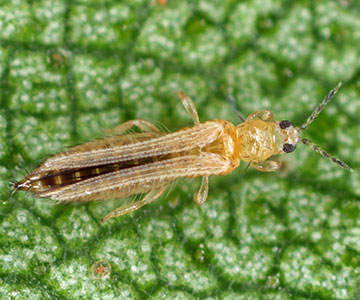 Adult and immature thrips.
