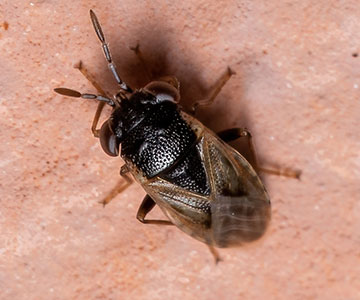 Adult big-eyed bug. Photo credit: A. Jensen.