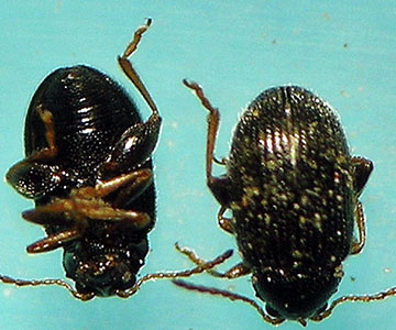  Flea Beetle (Epitrix tuberis)