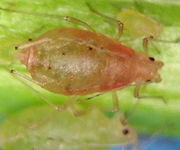 This potato aphid was giving birth on the weed called lambsquarters.