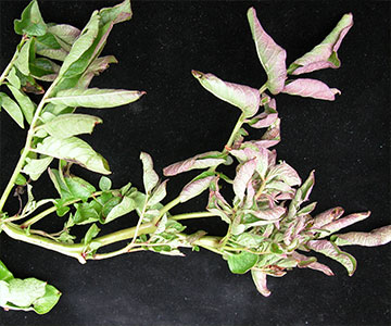 Leaves of infected plants turn purple and curl. Infected plants may die early.