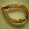 wireworms-from-rot-viii.jpg